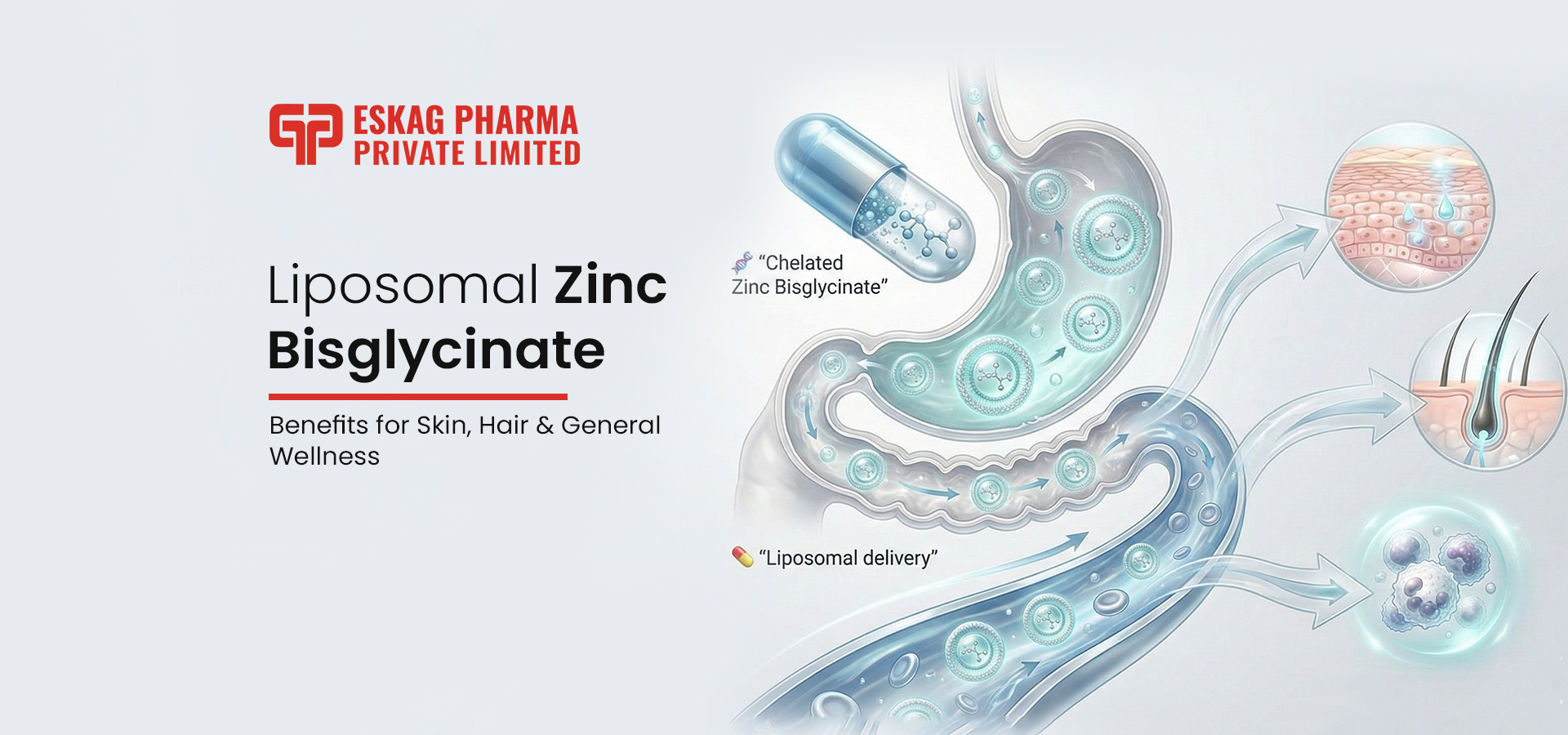 Liposomal Zinc Bisglycinate for Skin & Hair